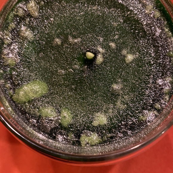 🆕 NWT Yankee Candle 22 oz tree 🌲 farm. - Picture 3 of 3